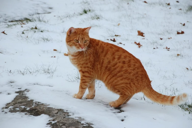 a cat sitting on a snowy hill with it's eyes closed