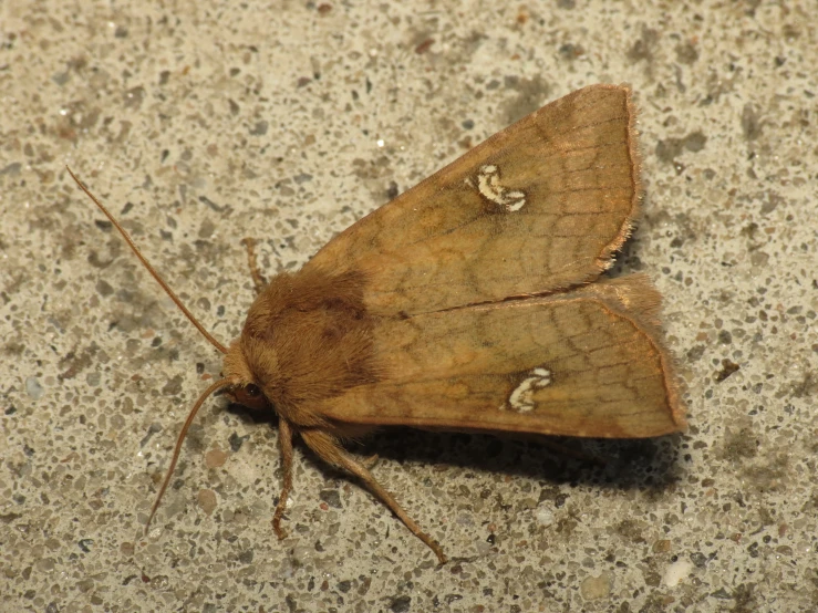 a large brown insect sitting on top of a cement floor