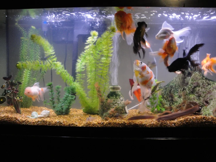 a fish tank with various colorful fishes in it