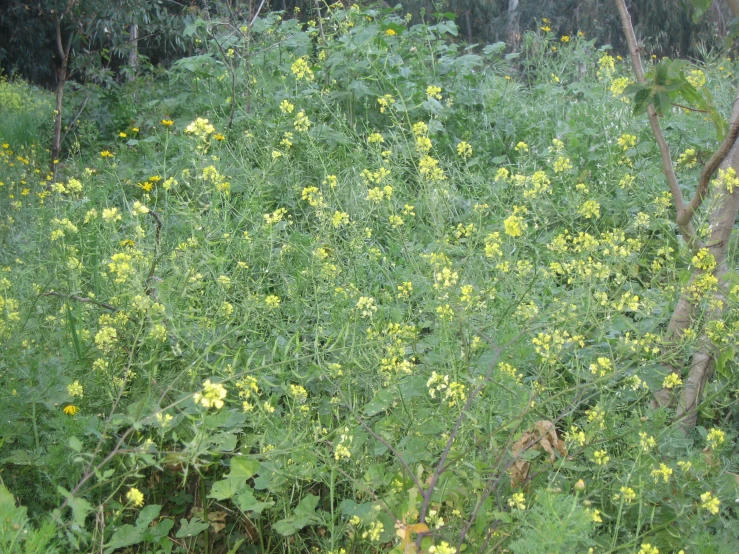 a fire hydrant in a field with yellow flowers