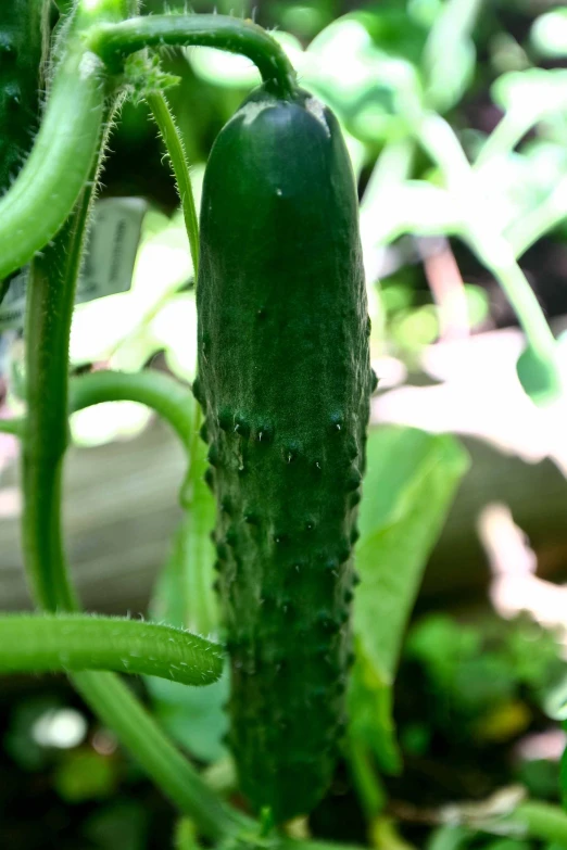 some green cucumbers hanging off the side of a plant