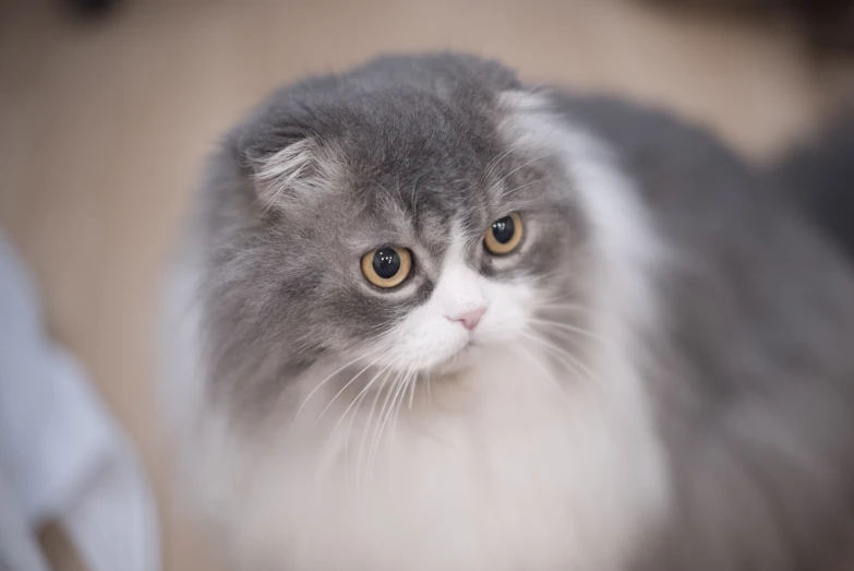 a fluffy gray cat sits looking into the distance