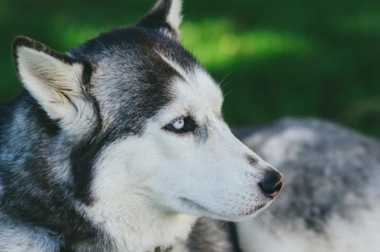 husky with ear tag laying in grass looking away