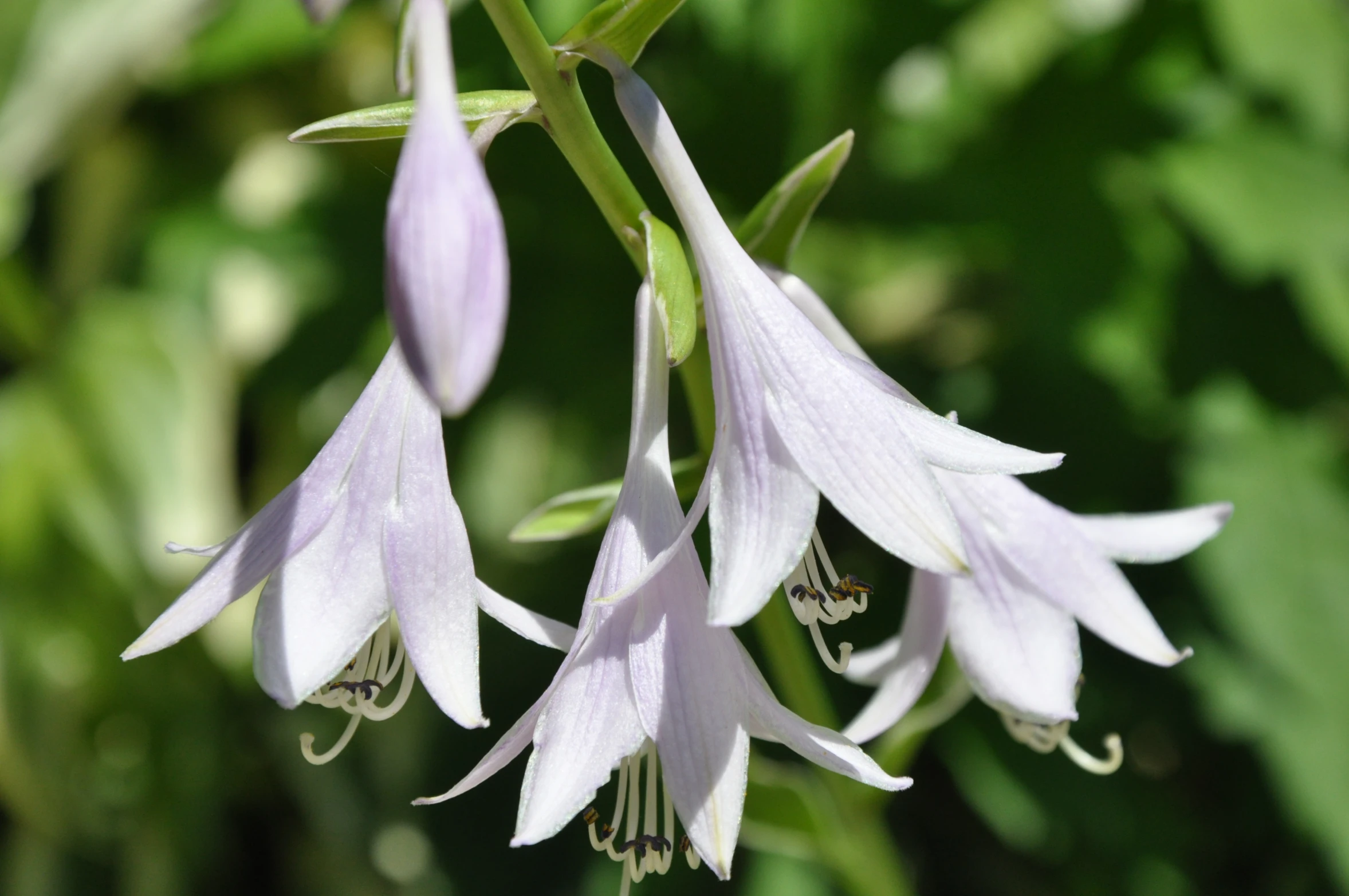 purple flowers with leaves growing in the background