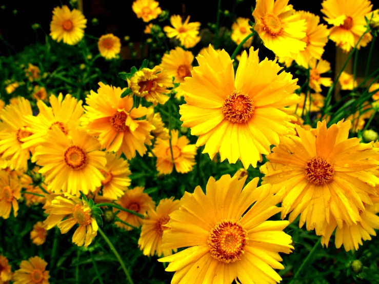 a group of yellow flowers growing out of the ground