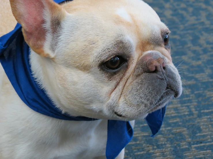 the small dog is wearing a blue bandana