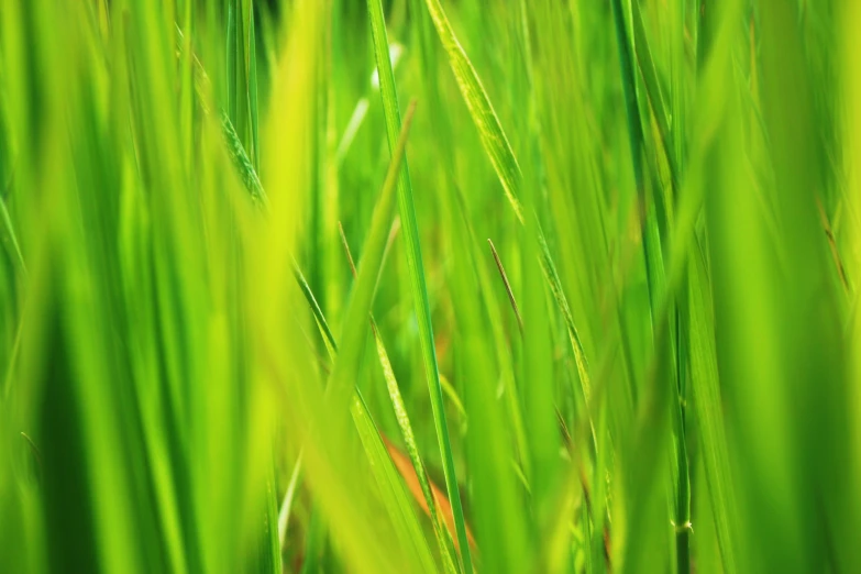 a green grass - like background with blurred background