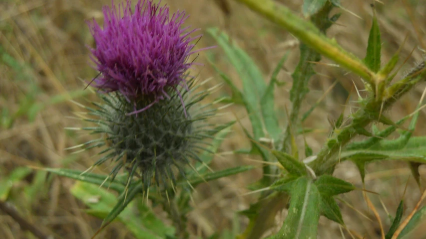 a plant with purple flowers on the top