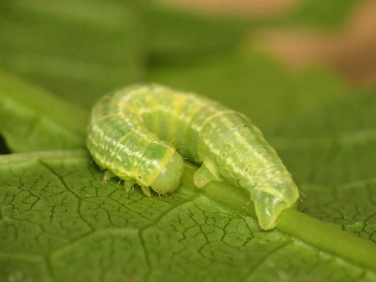 two caterpillars on a green leaf