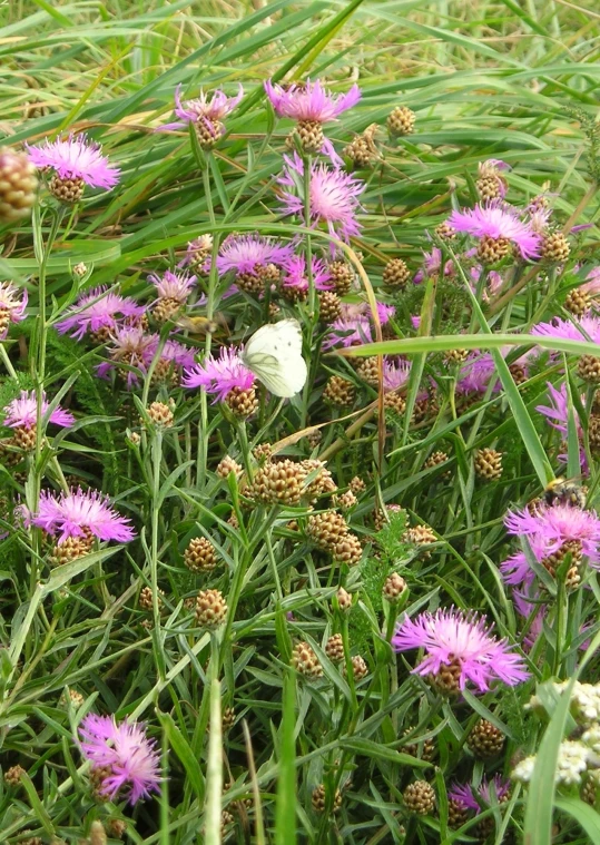 a small white erfly sitting on a purple flower