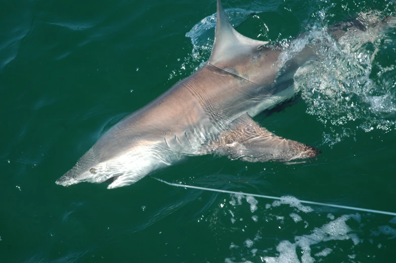 a dolphin swimming out of the water