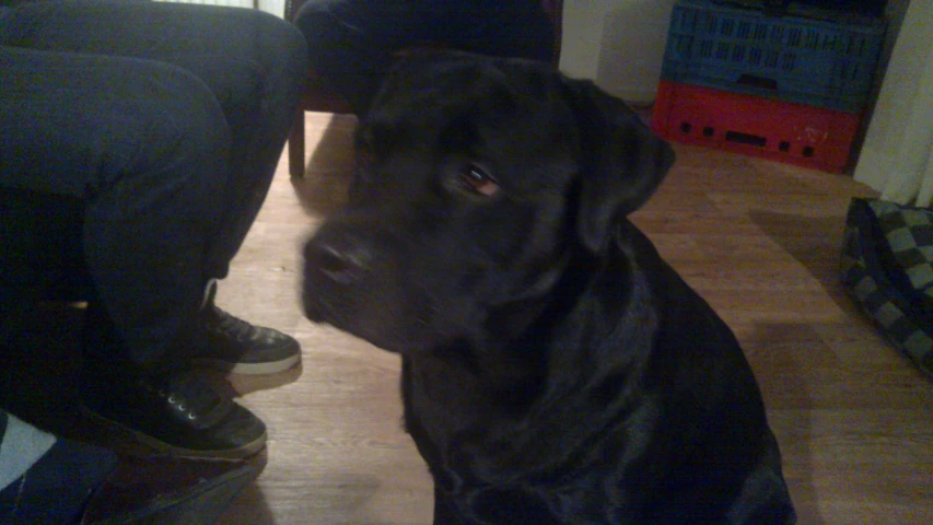 a brown dog standing on a wooden floor