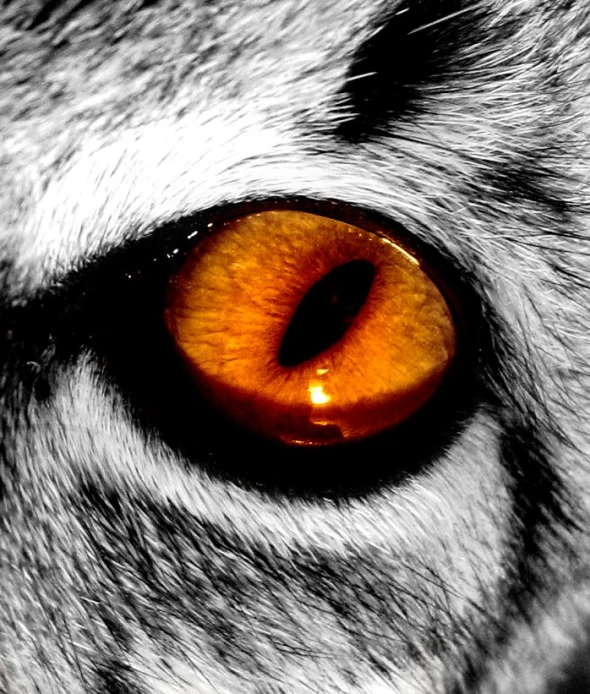 a large animal eye is shown in black and white