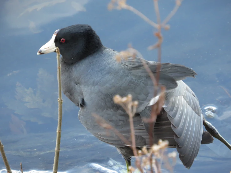 a bird with a black head and neck perches on a thin nch in front of water