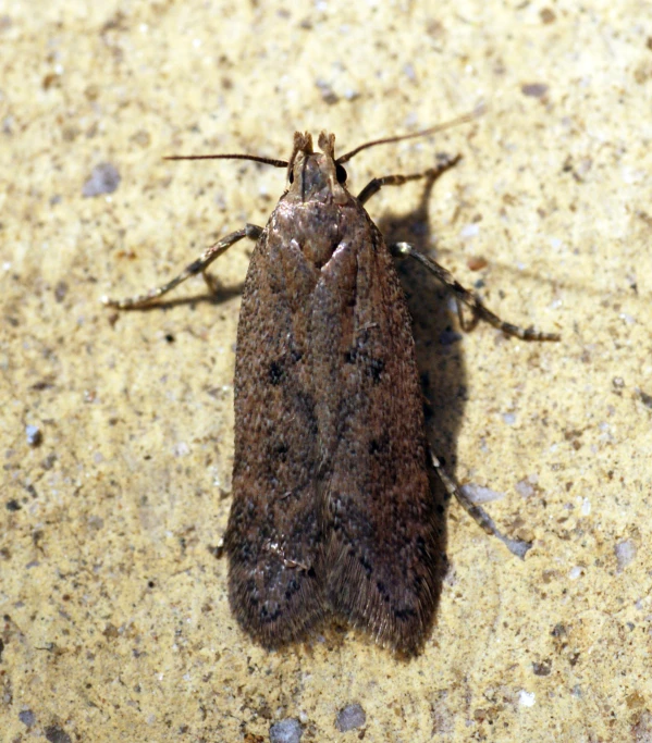 brown and black insect on cement ground in the daytime