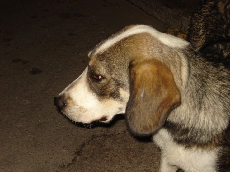 a close up po of a small brown and white dog