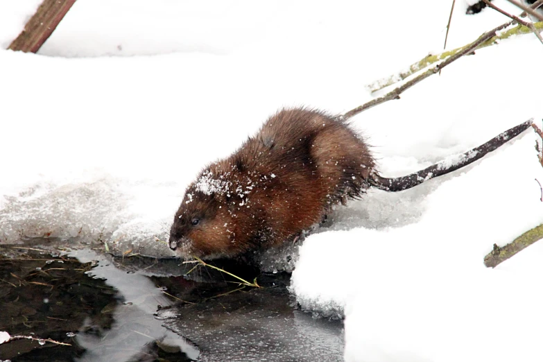 a bear cub in the snow getting ready to eat some leaves