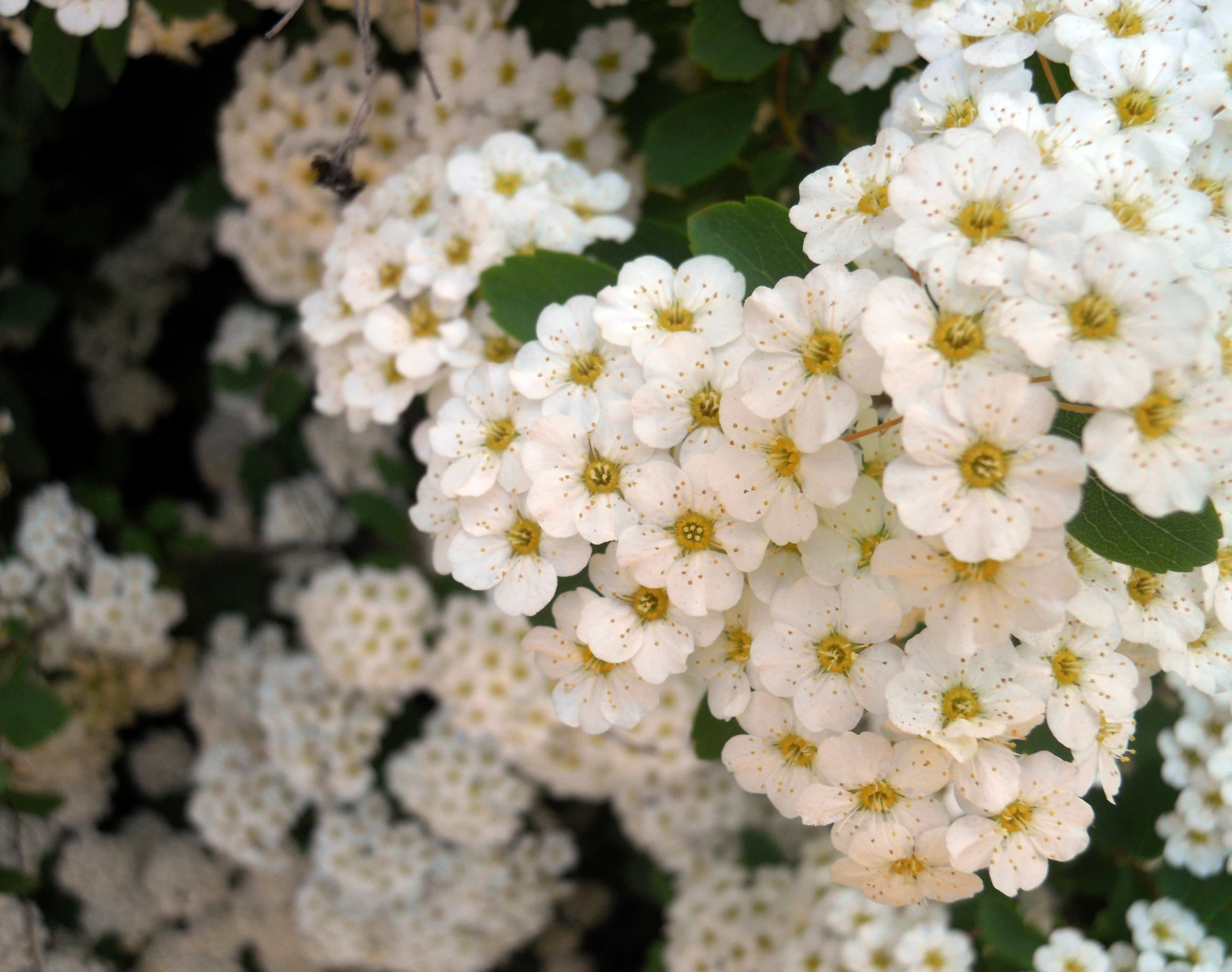 some white flowers are all together with green leaves