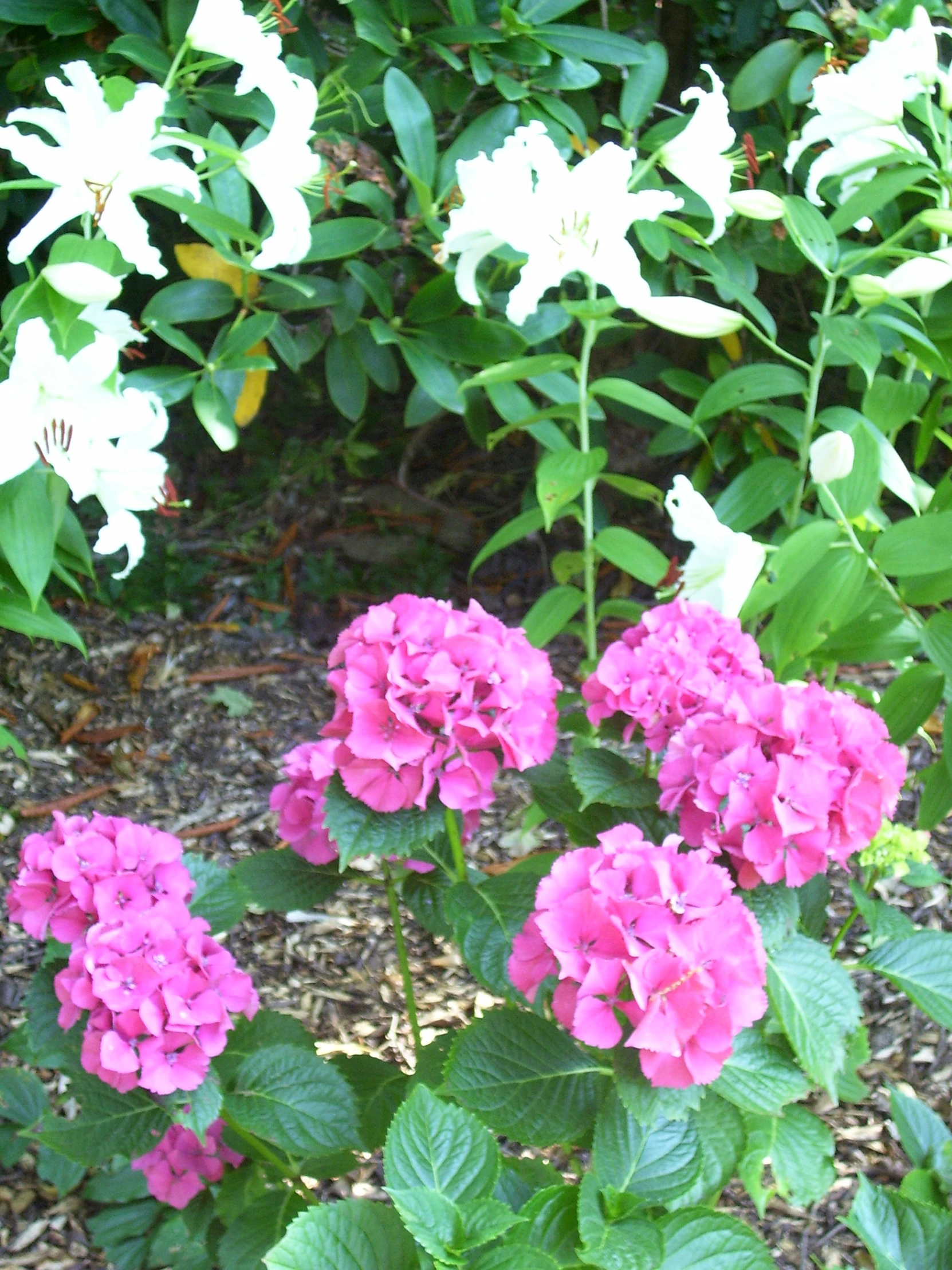 a cluster of pink and white flowers grow in a garden