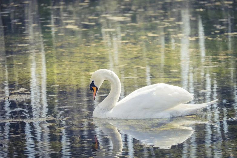 a swan is in the water surrounded by leaves