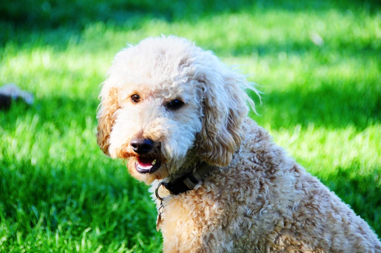 a dog that is sitting in the grass