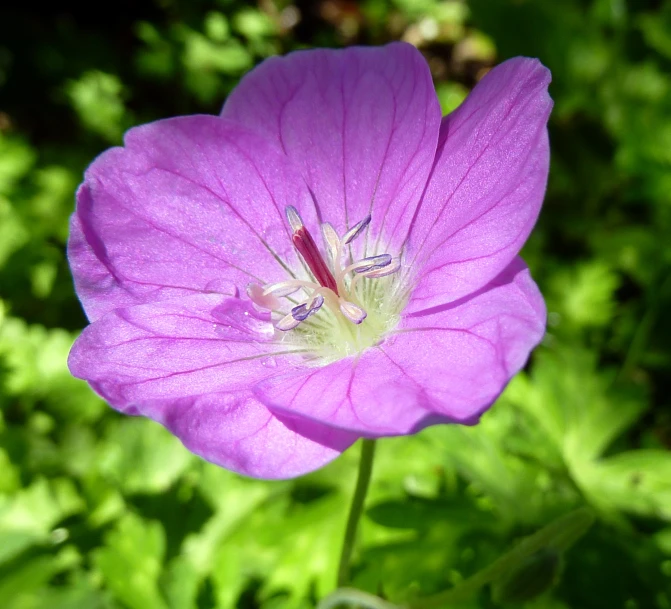 a purple flower is pictured with water droplets