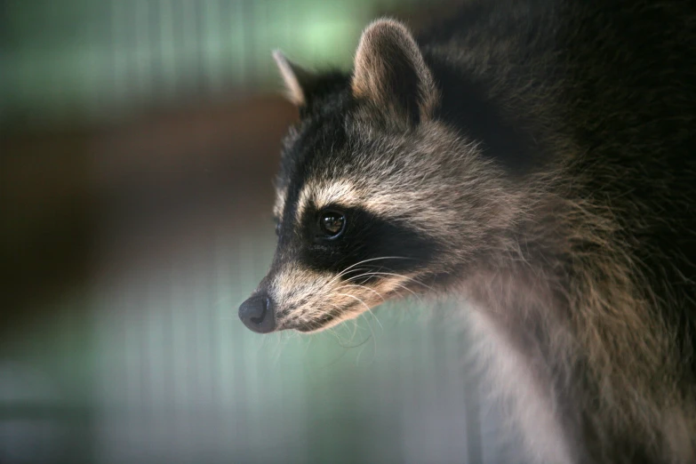 a closeup of a rac with blurred background