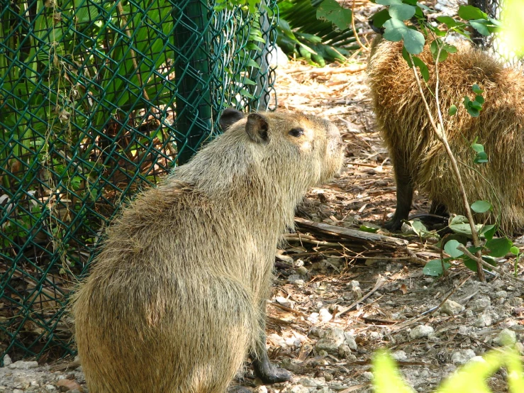 a couple of brown animals next to each other