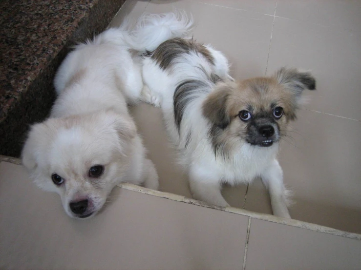 two dogs are standing beside each other on the floor