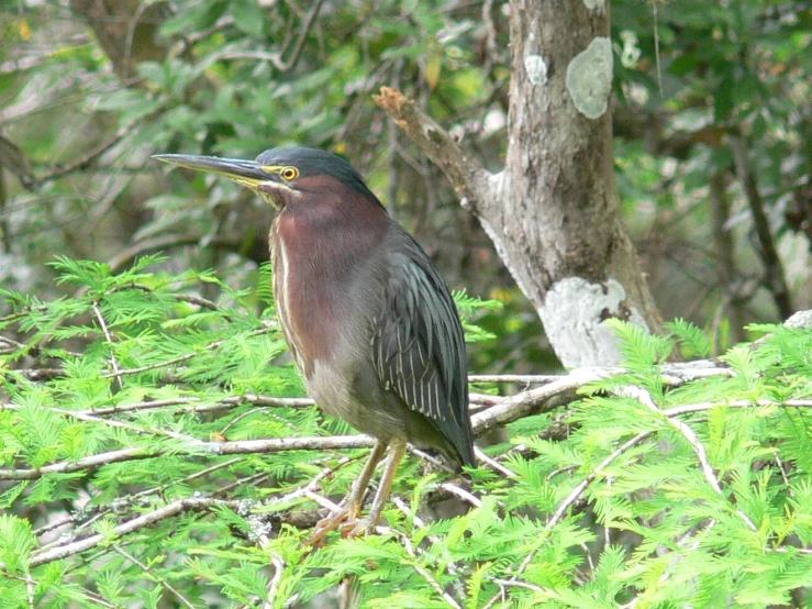 an image of a bird that is perched on some nches