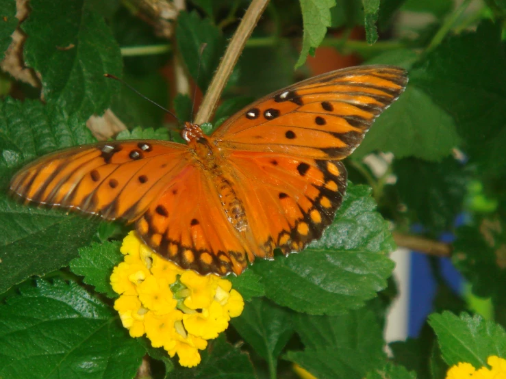 the erfly is on the flower and there is some pollen