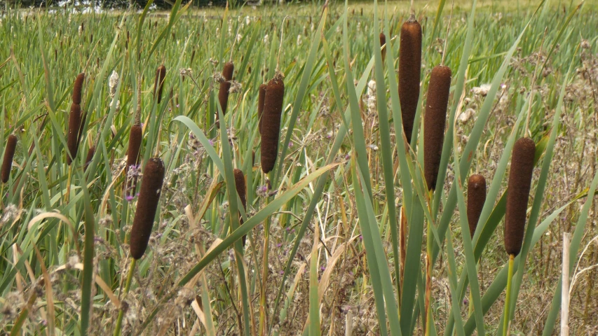 some grass plants growing in the middle of a field