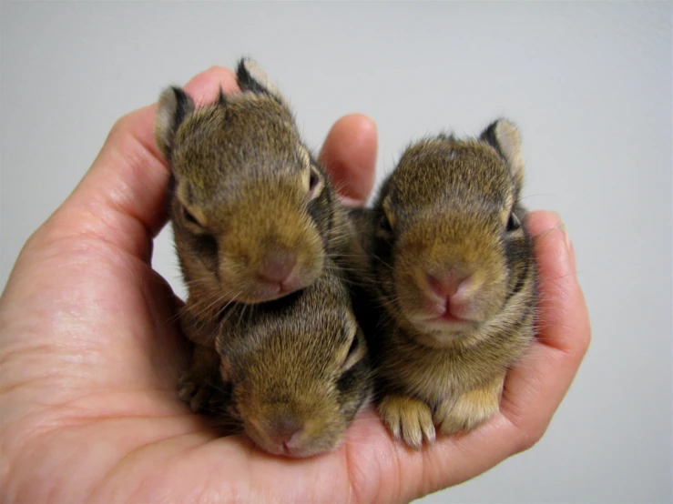two little rabbits sitting in a hand together