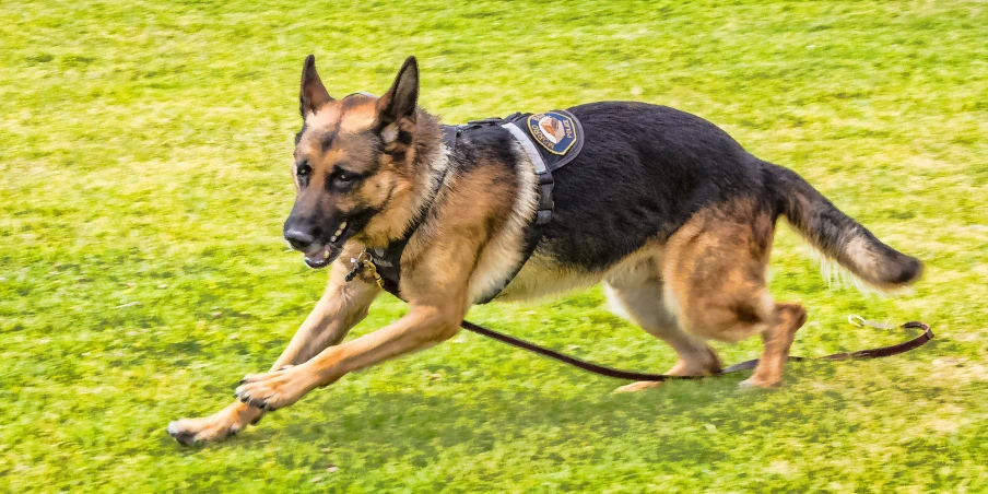 german shepard dog on a leash running in the grass