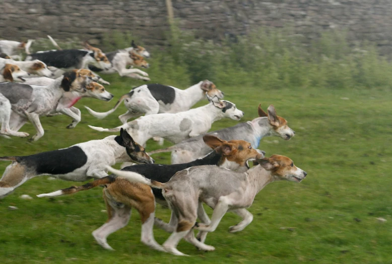 a herd of dogs running and jumping in the air