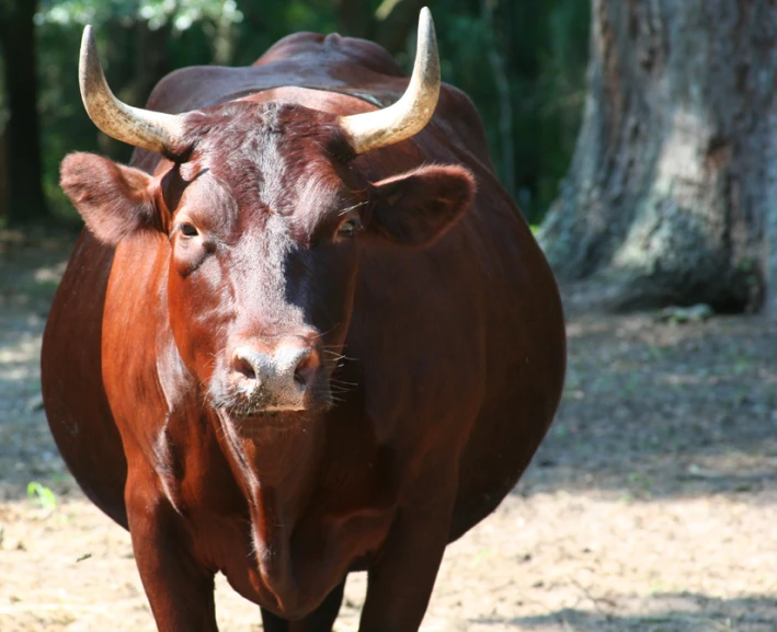 a large brown steer is standing in the dirt