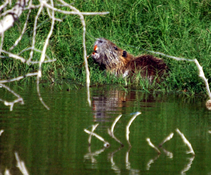 a beaver looks for food in a small pond