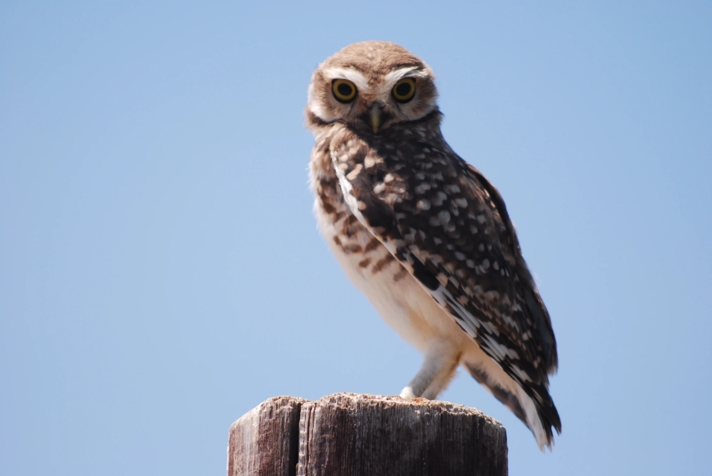 an owl sitting on top of a wooden pole