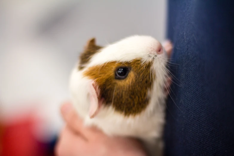 a person is holding up a brown and white guinea pig