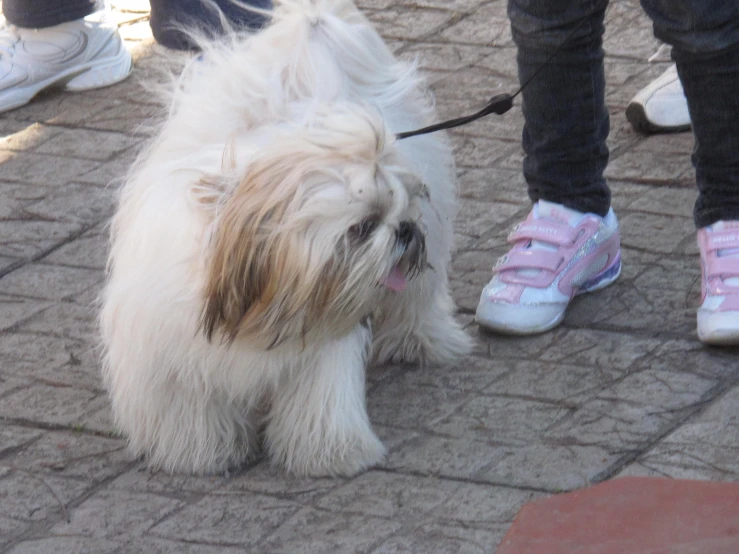 small white dog with pink shoes standing next to it