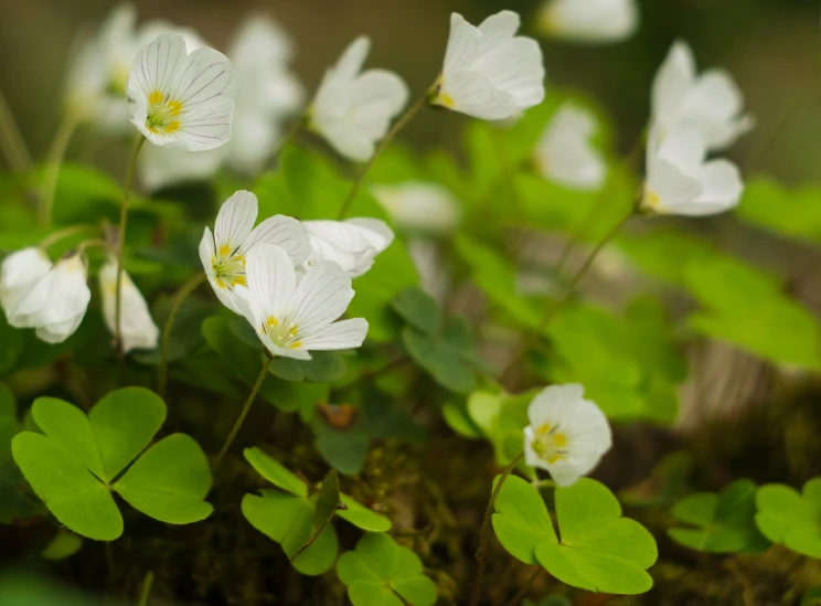 white flowers are growing among green foliage