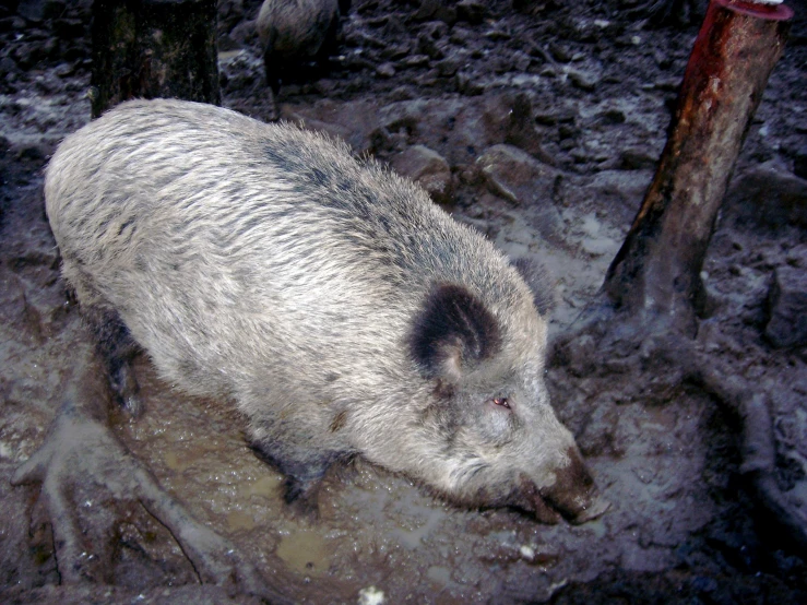 a wild animal is standing in mud, near logs
