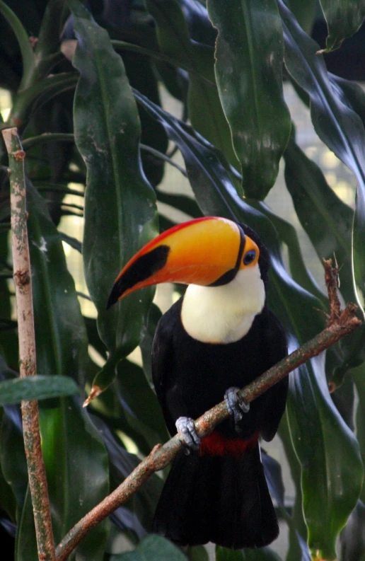 a big bird with a colorful beak sits on a nch