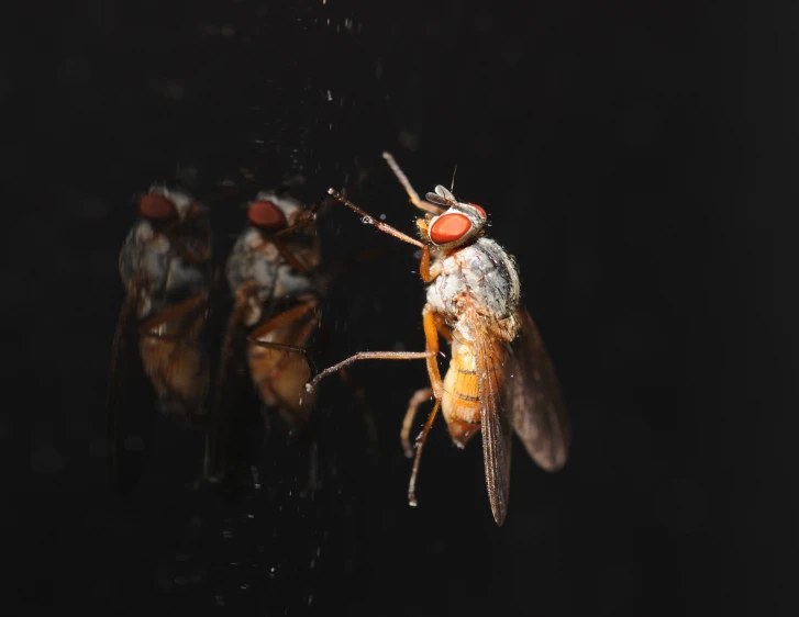 two flies sit in the air next to each other