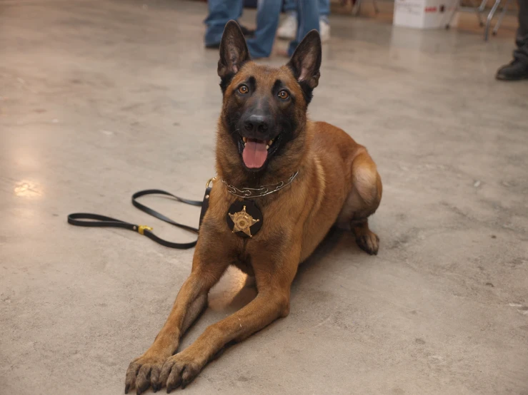 a large brown dog with a leash around his neck