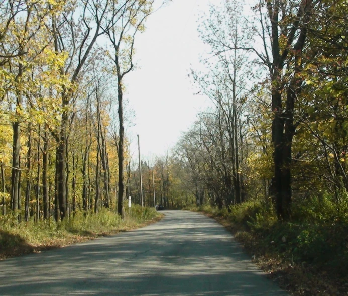 a road surrounded by trees with some foliage