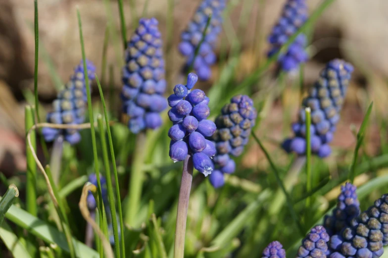 some blue flowers are growing in a field