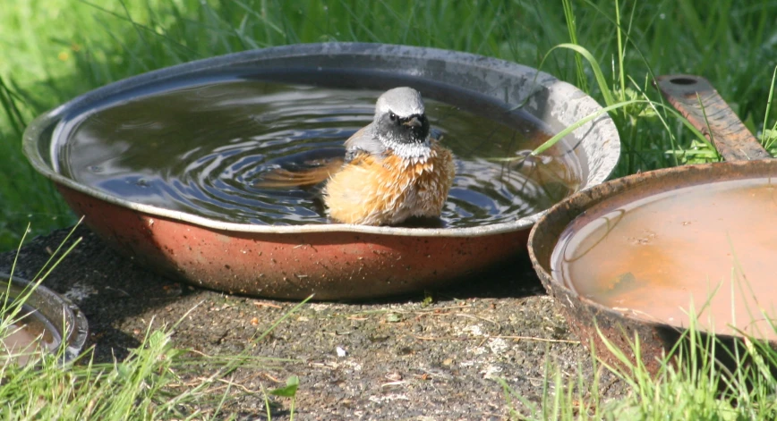 a small bird sits in a bowl of water next to a dish