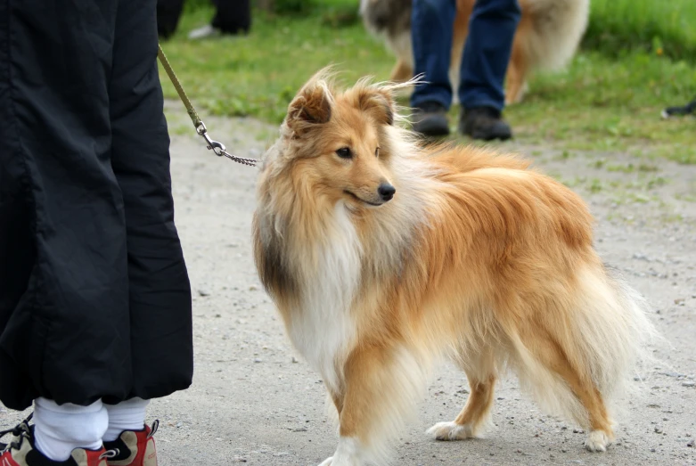 a brown dog on a leash being walked by someone