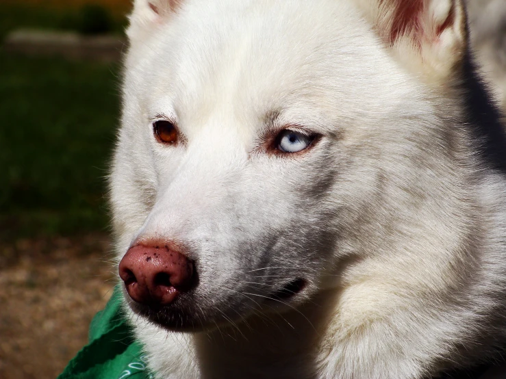 an image of a white dog with blue eyes